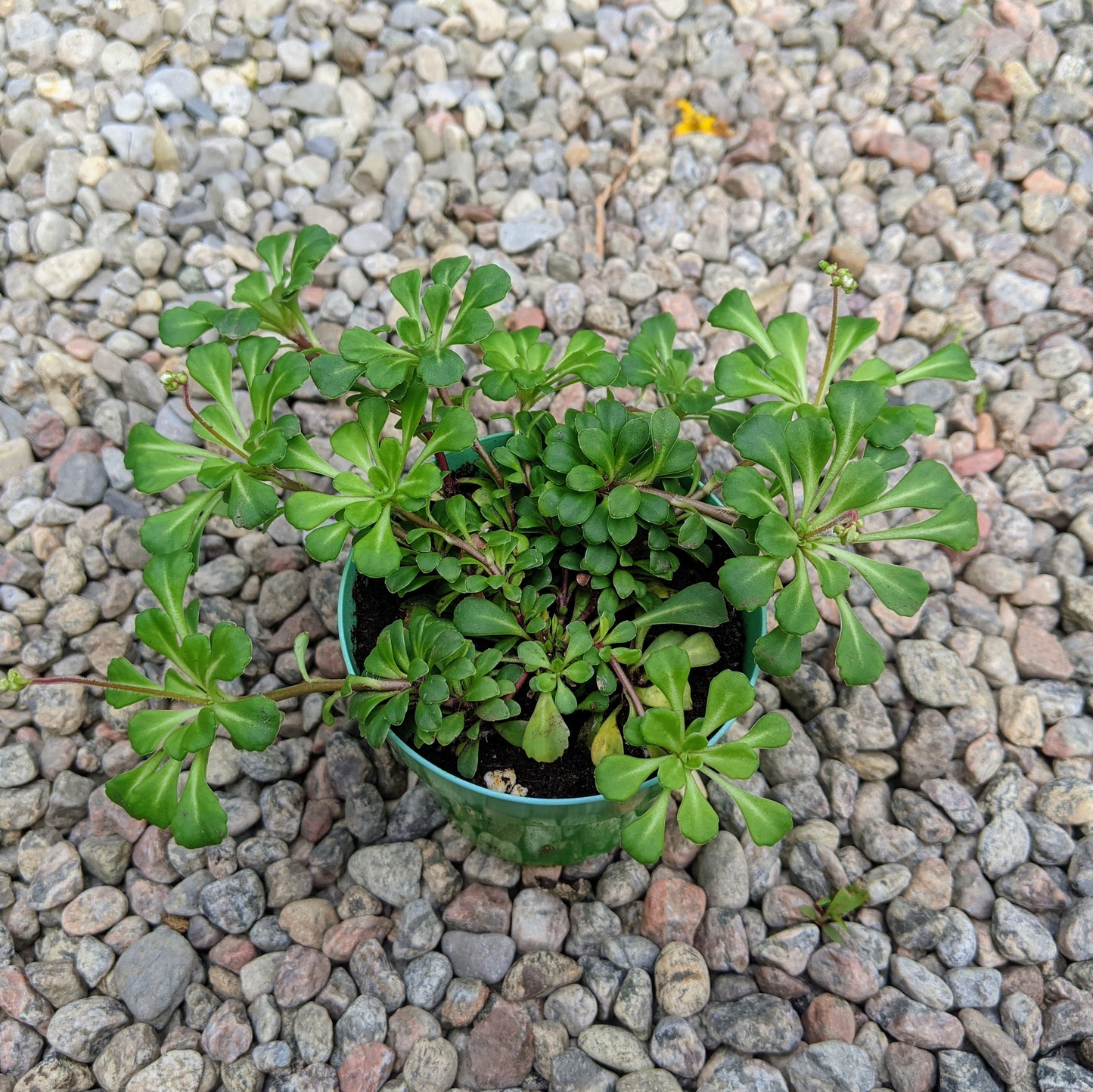 Saxifraga Umbrosa