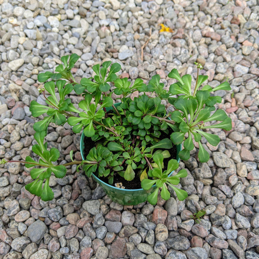 Saxifraga Umbrosa