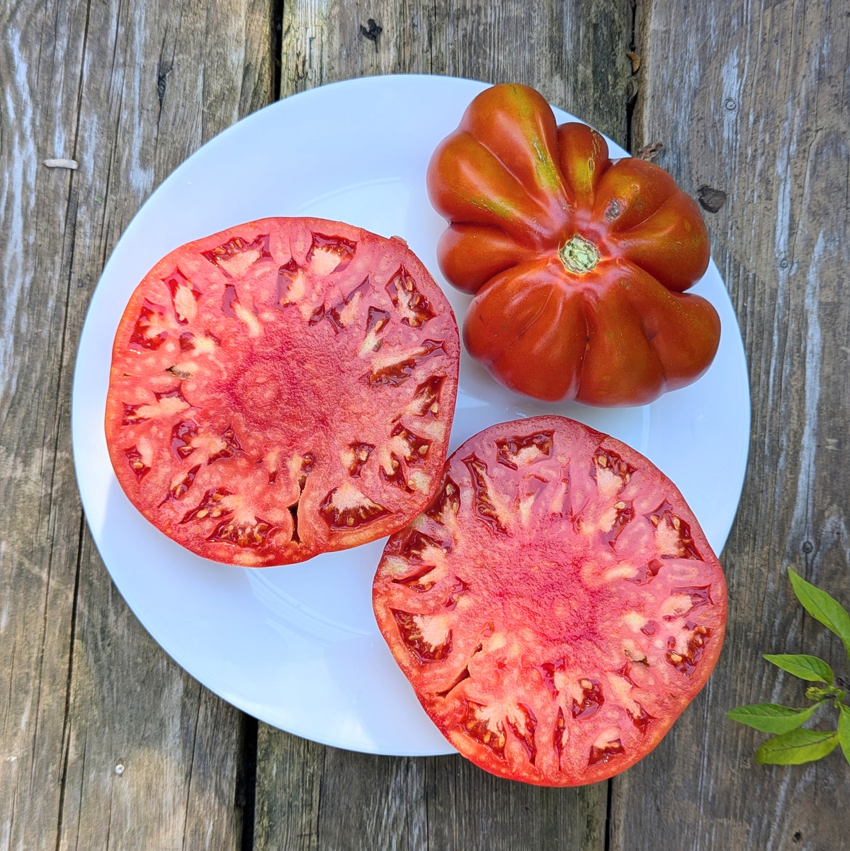 Giant Belgium Tomato