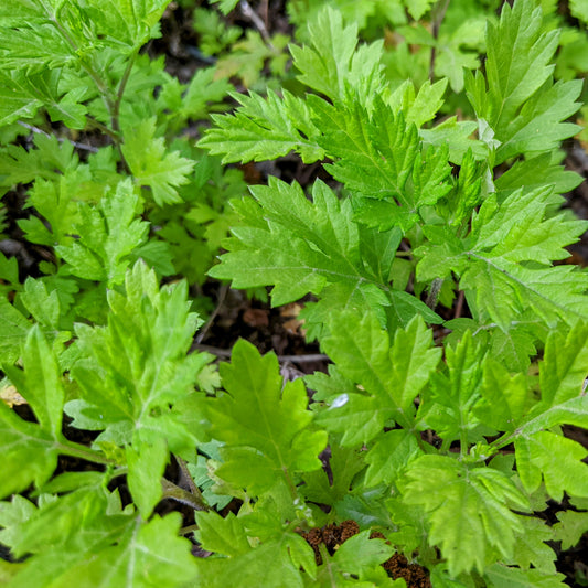 Fresh Mugwort Leaves – Loose Trimmed Stems (No Roots)