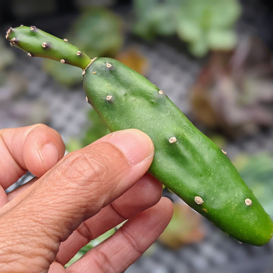 Hand holding a Opuntia Elata cactus with a blurred natural background