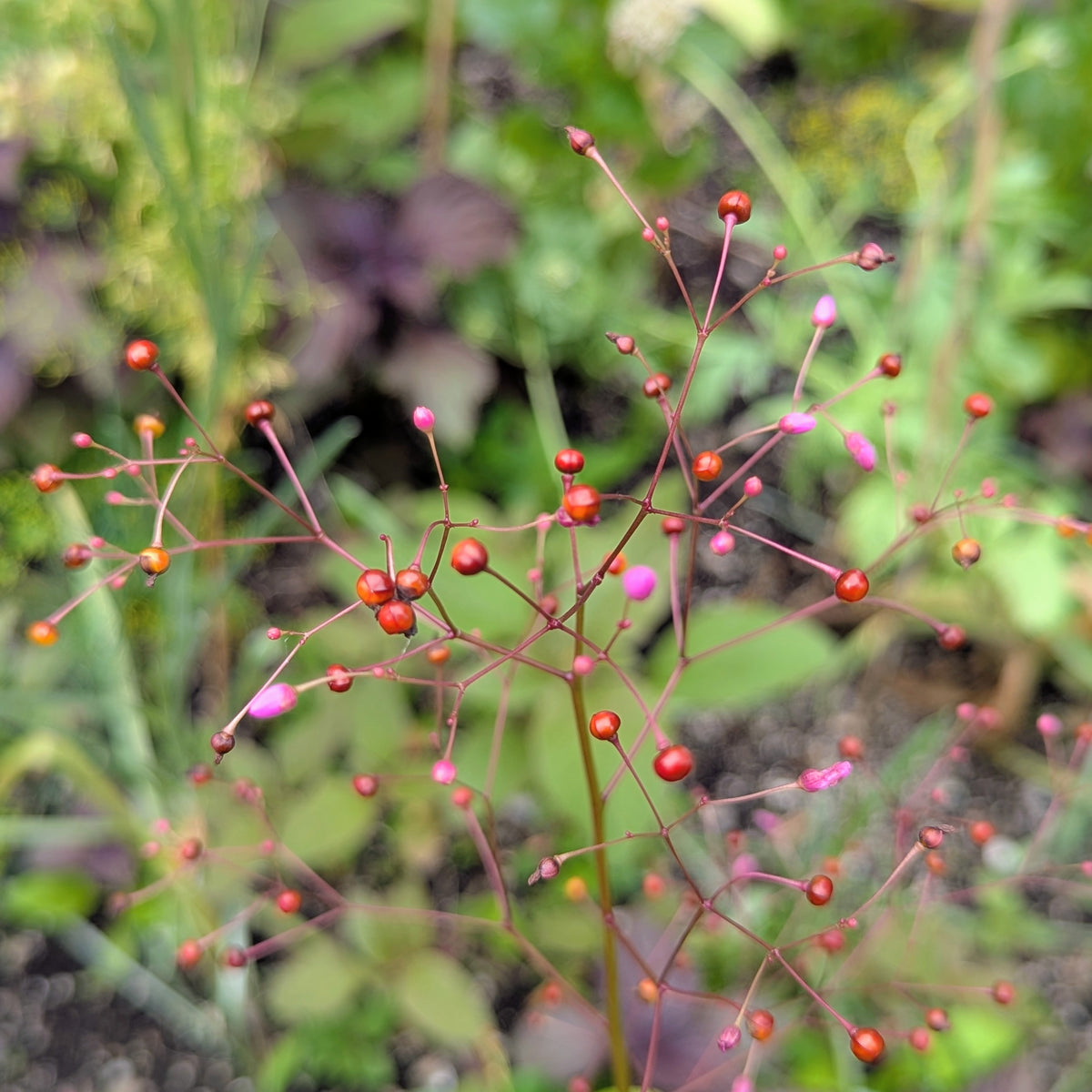 Jewels of Opar (Talinum Paniculatum)