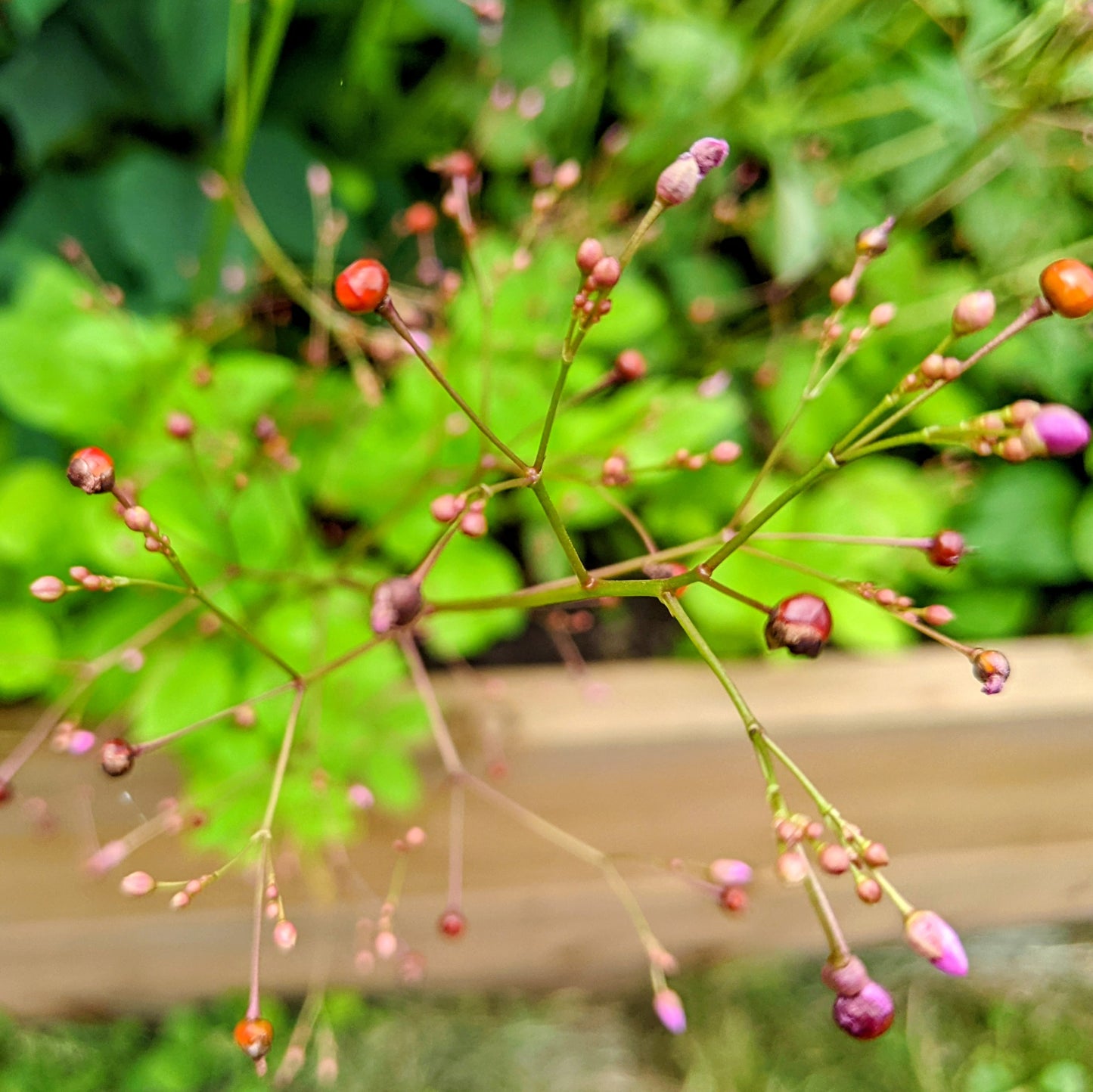 Jewels of Opar (Talinum Paniculatum)