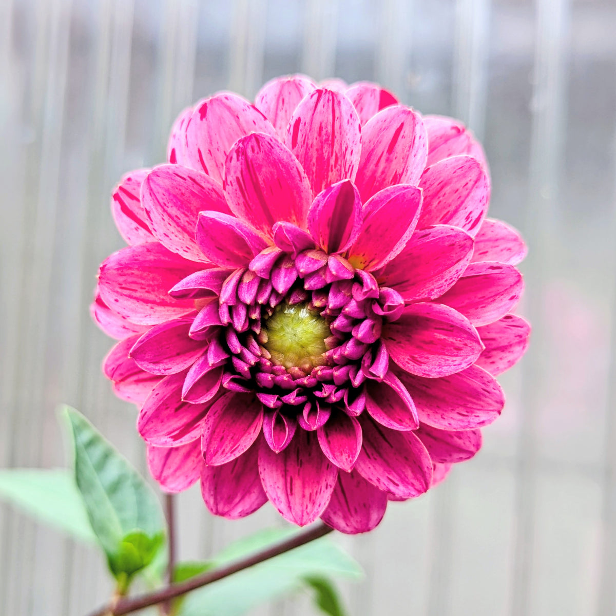 Dahlia Decorative