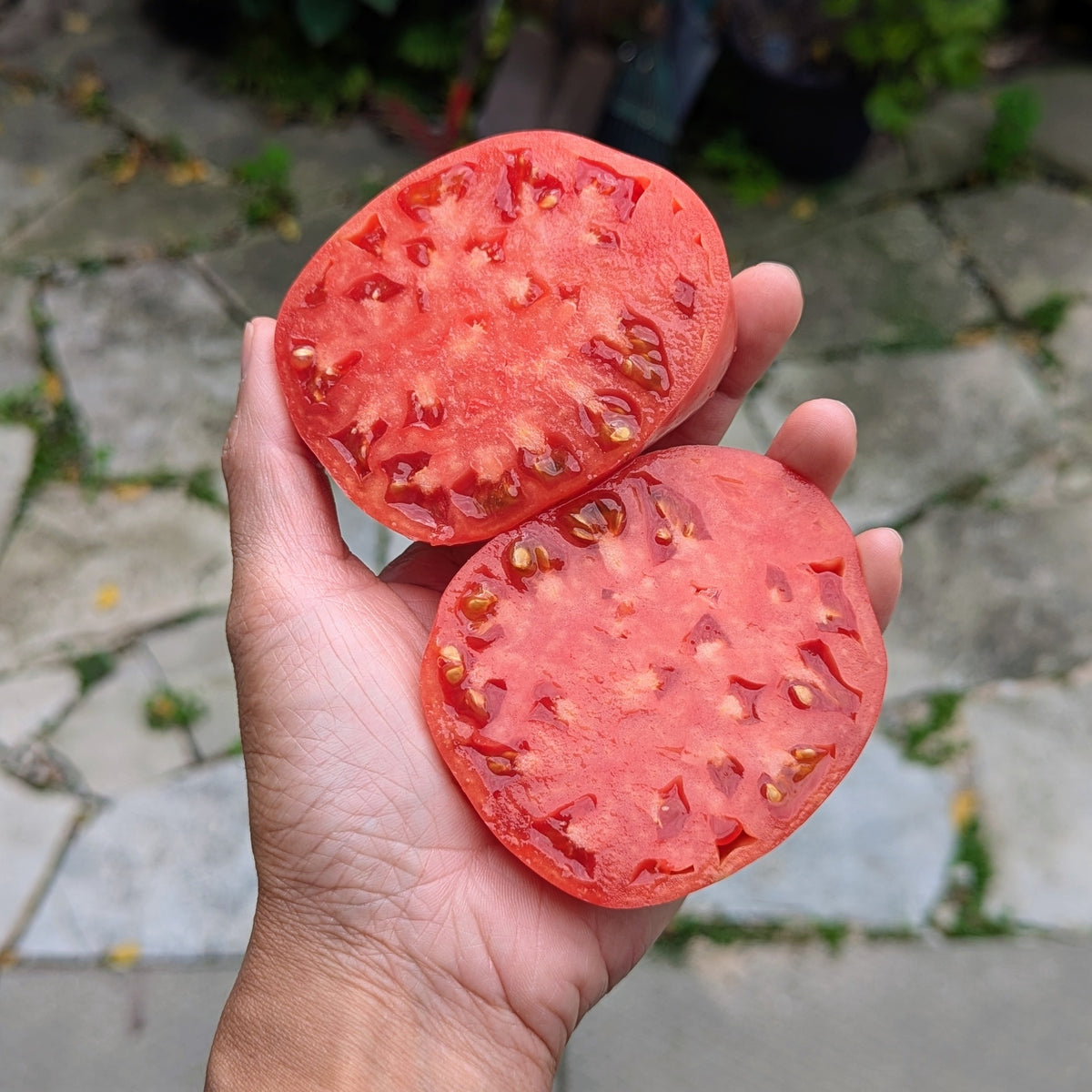 Brandywine Tomato Seeds