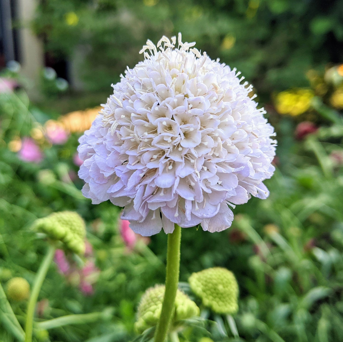Scabiosa Pincushion Flowers
