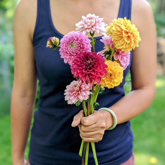 Dahlia