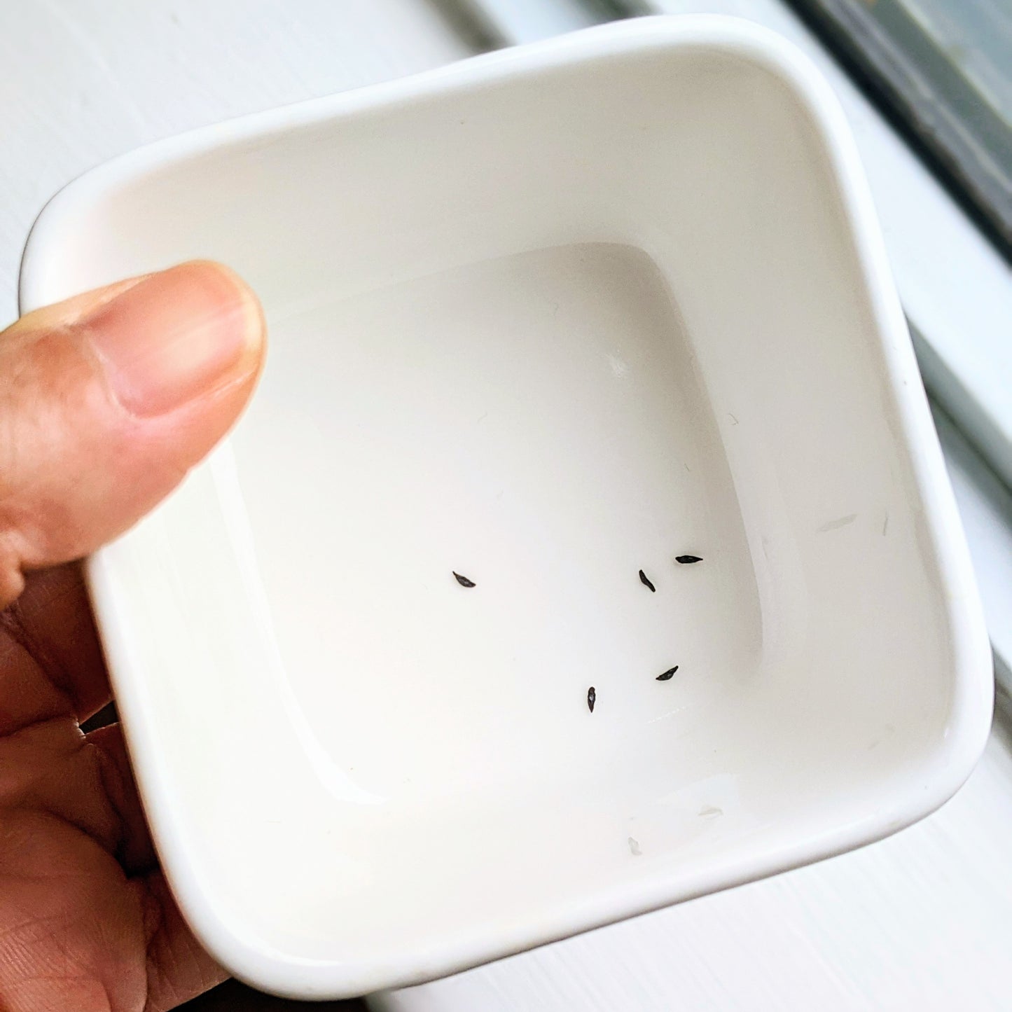 Schizobasis Intricata (Drimia Intricata) Seeds aka Climbing Onion