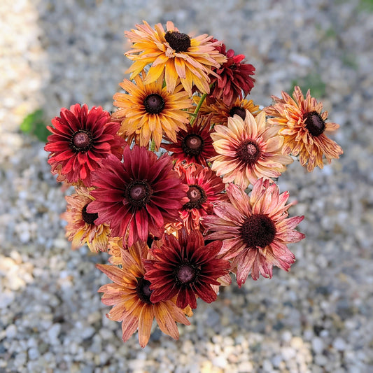 Rudbeckia Sahara