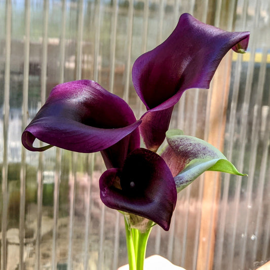 Purple Calla Lily Bunches
