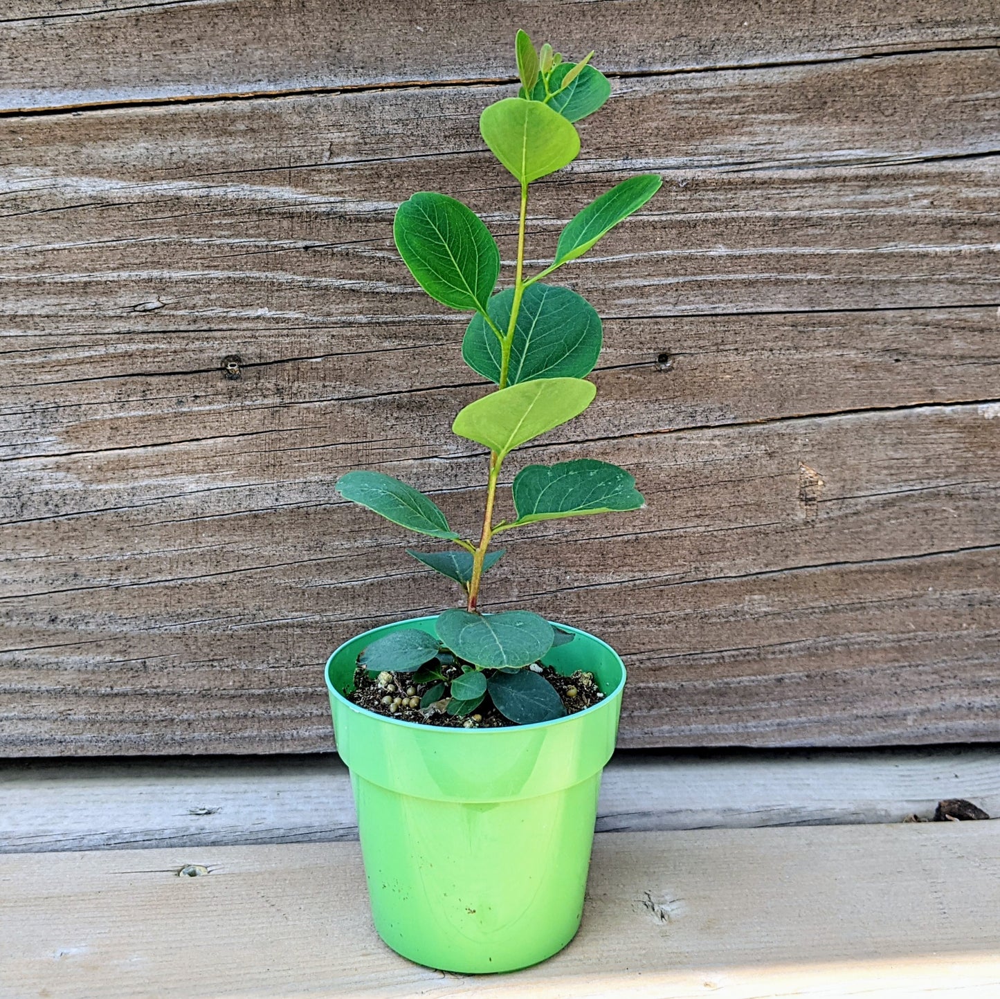 Eucalyptus Red Box (Eucalyptus Polyanthemos)