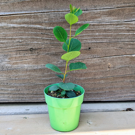 Eucalyptus Red Box (Eucalyptus Polyanthemos)