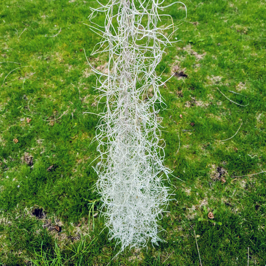 Spanish Moss (Tillandsia Usneoides)