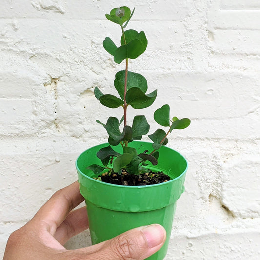 Eucalyptus Heart Leaf Websteriana