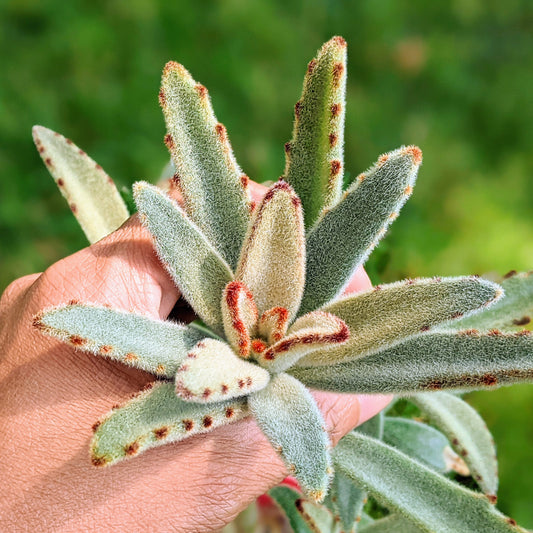 Kalanchoe Tomentosa "Panda Plant"