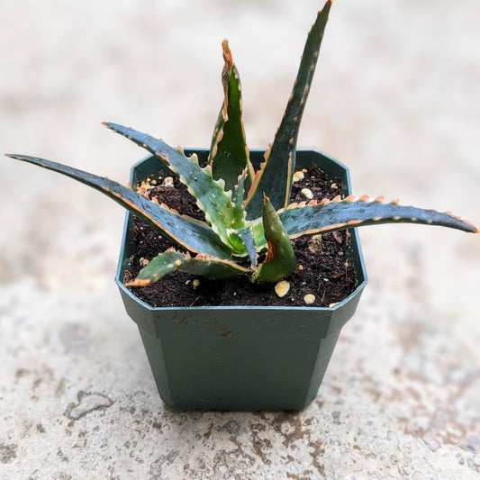 Aloe Species