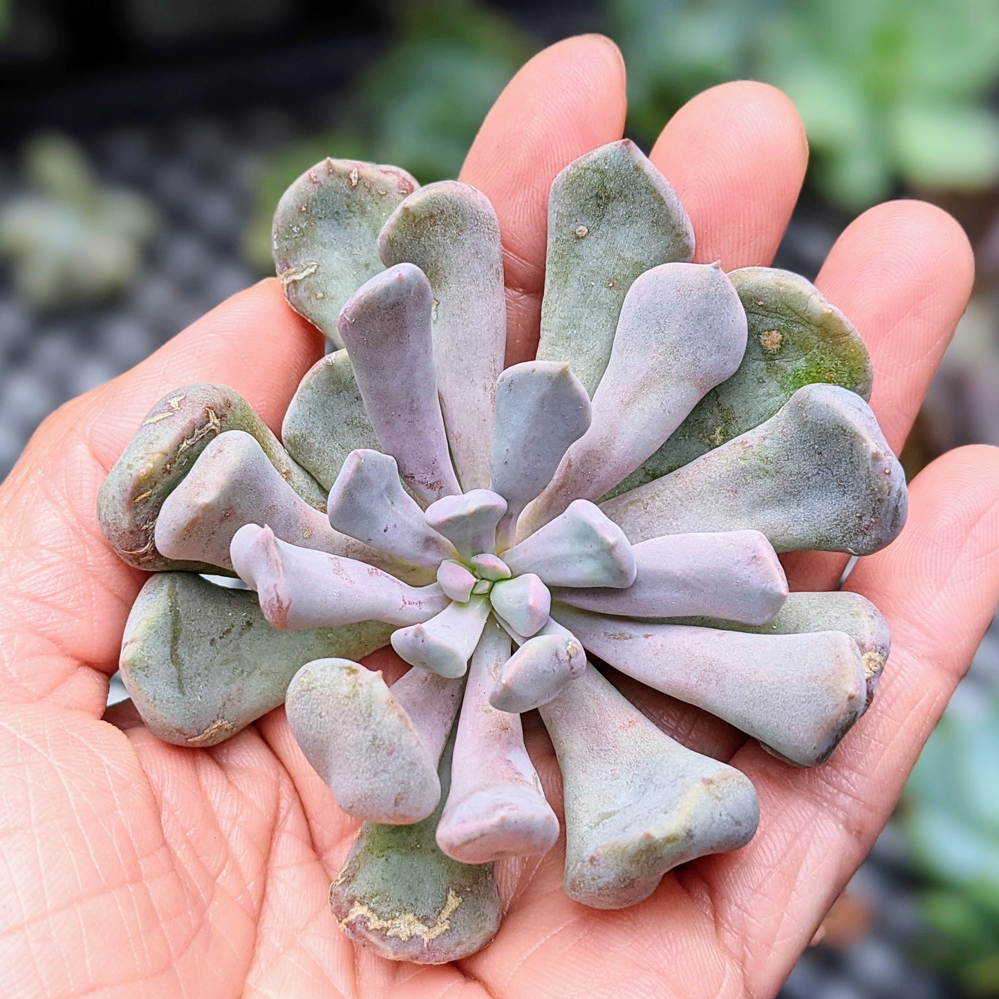xGraptoveria Lilac Spoons