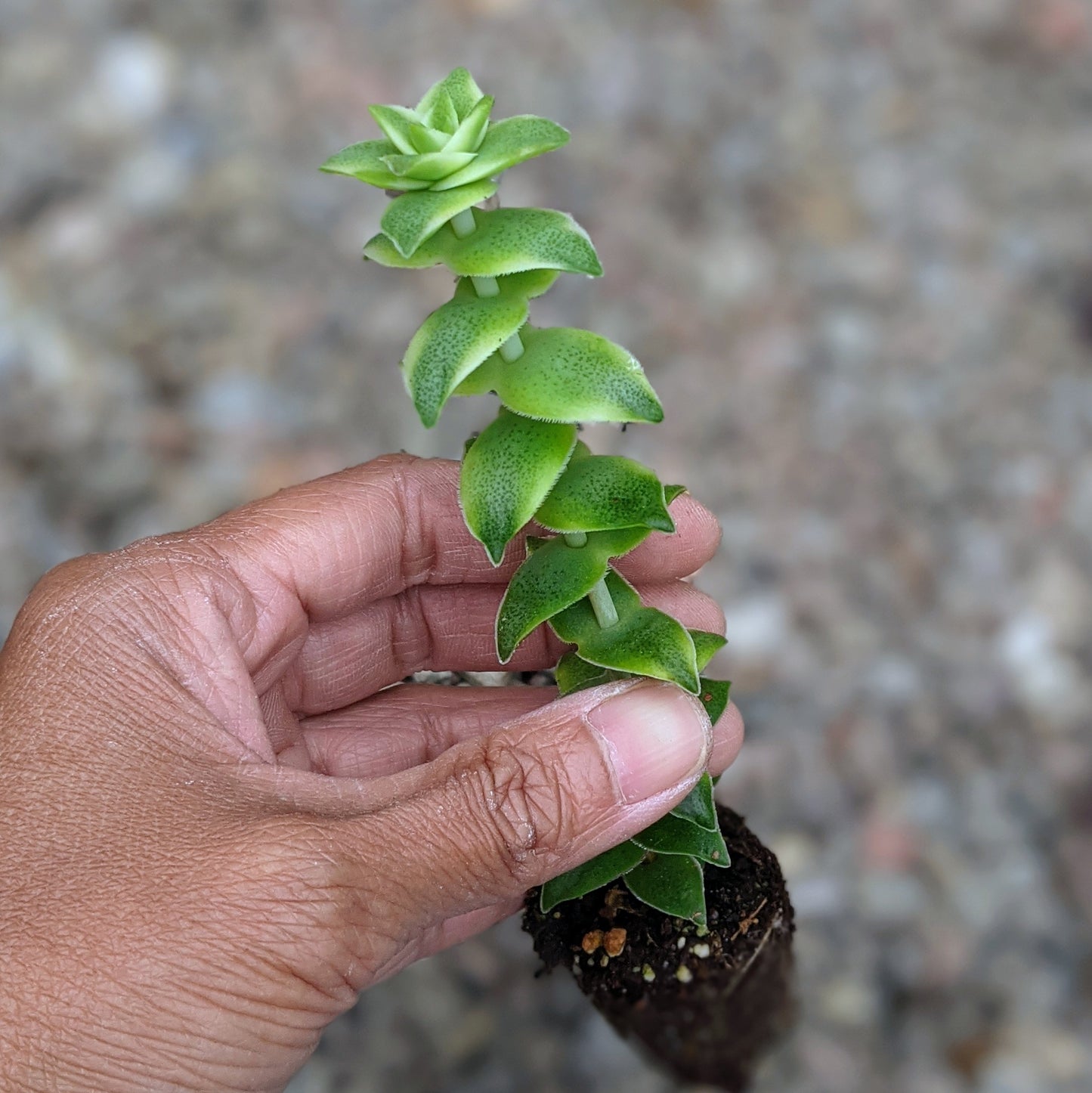 Crassula Perforata 'Variegata'