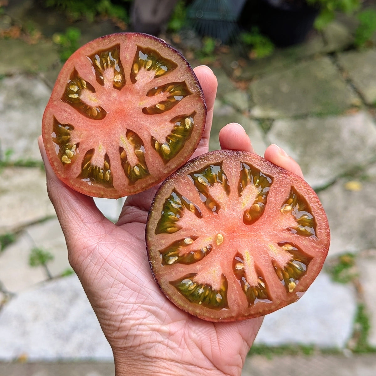 A hand holds two freshly cut black beauty tomato halves outdoors, showing pinkish-red flesh, dark seeds, and a few small yellow seeds against a blurred stone path background.