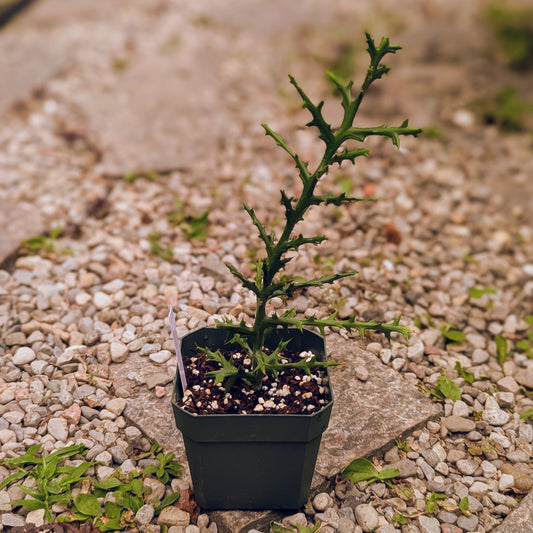 Euphorbia Stenoclada
