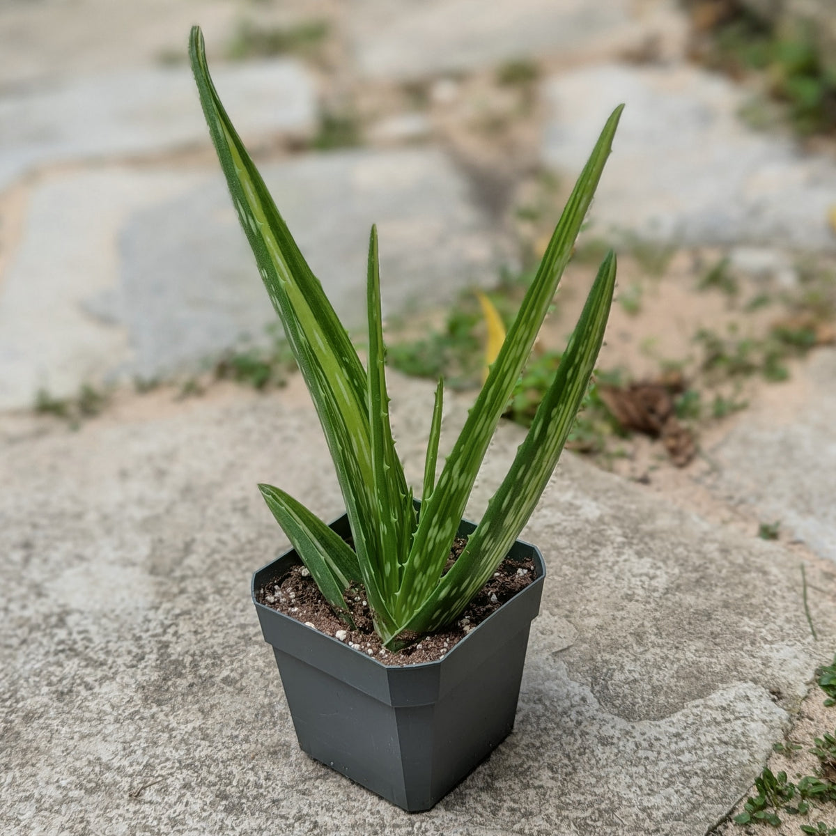 Aloe Vera Variegated