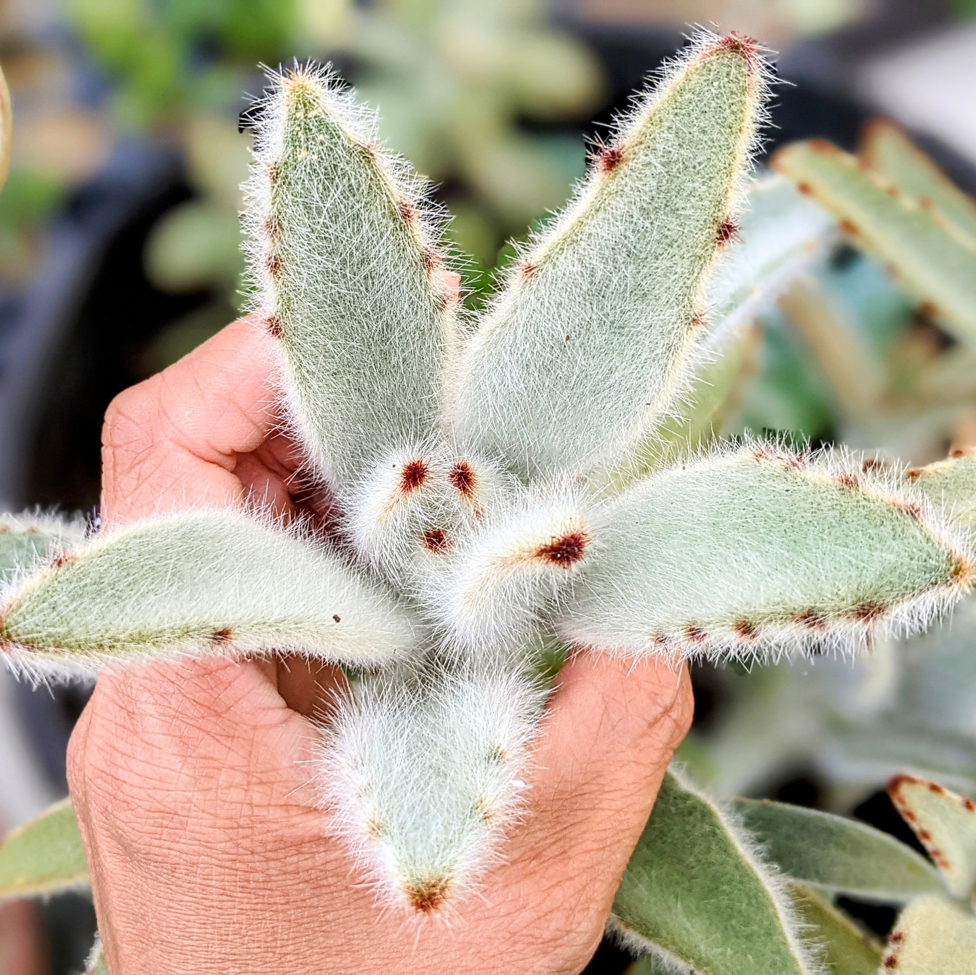 white hairy succulent Buy Kalanchoe Tomentosa 'Hairy Harry' – Fuzzy, Easy-Care Succulent with Unique Texture – Grow Something
