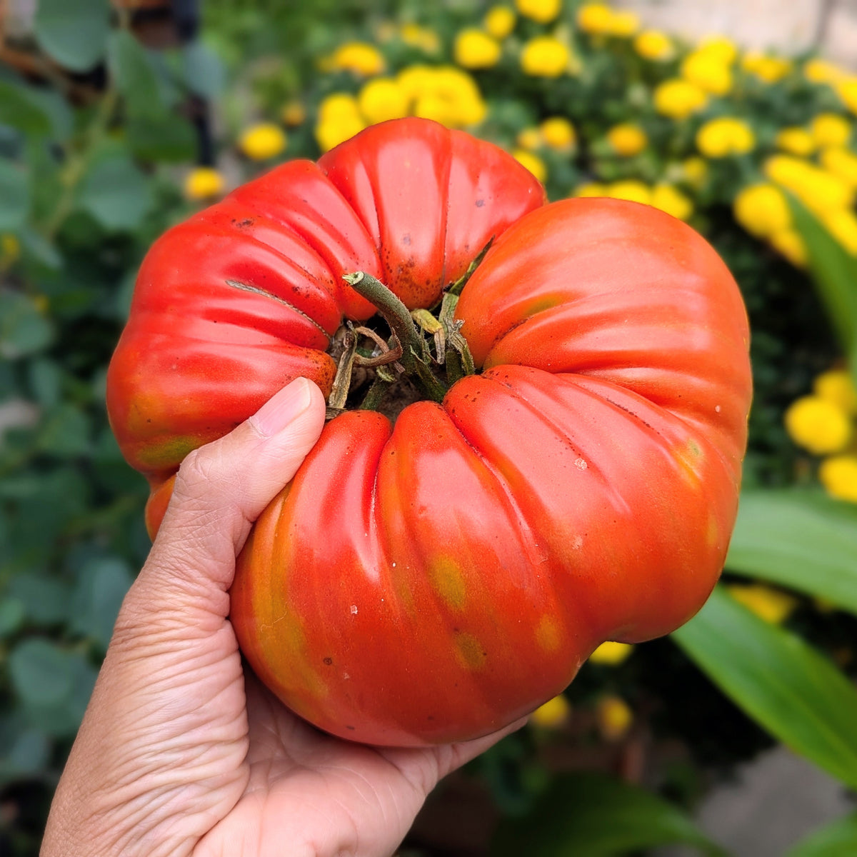 Giant Belgium Tomato