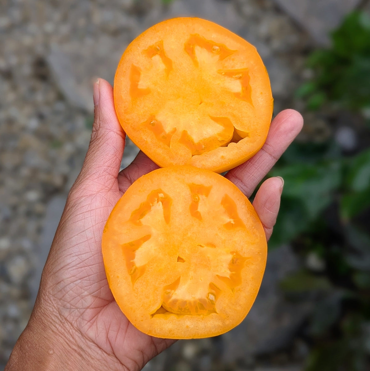 Your Majesty Tomato