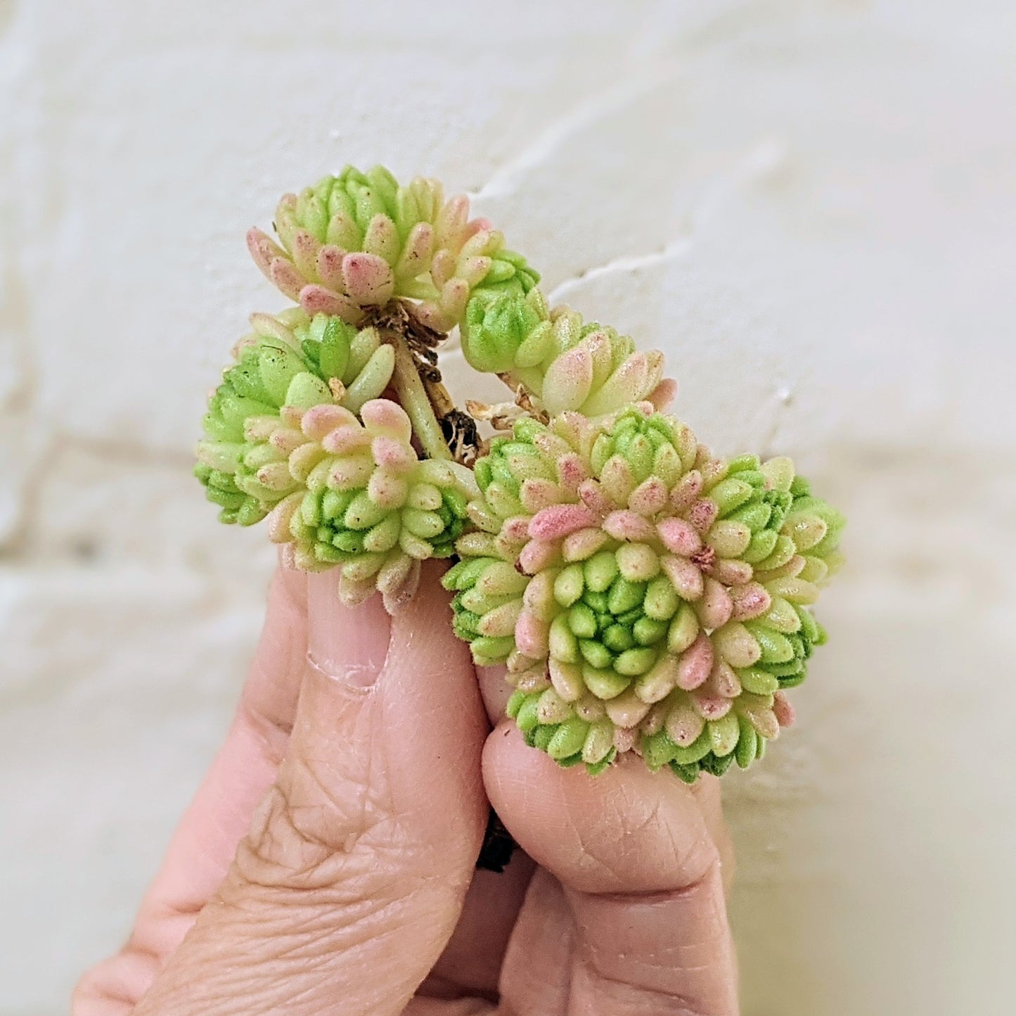 Sedum Hirsutum