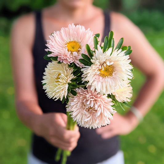 King Size Aster