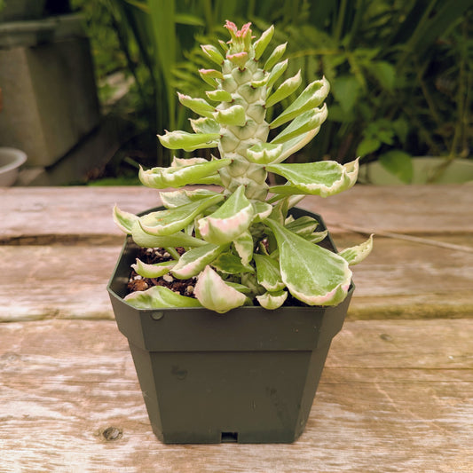 Euphorbia Guentheri variegated aka Sausage Spurge