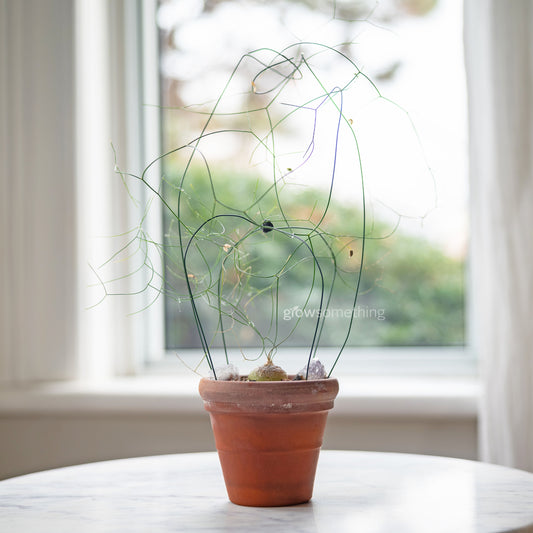 Schizobasis Intricata (Drimia Intricata) Seeds aka Climbing Onion