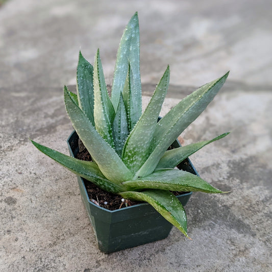 x Gasteraloe 'Savanna' aka Haworthia 'Savanna'