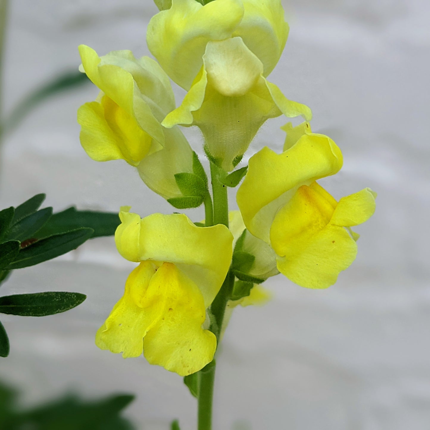 Snapdragon Rocket - Antirrhinum Majus Seed