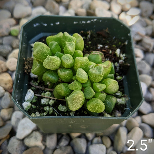 Adromischus Cristatus Var Schonlandii