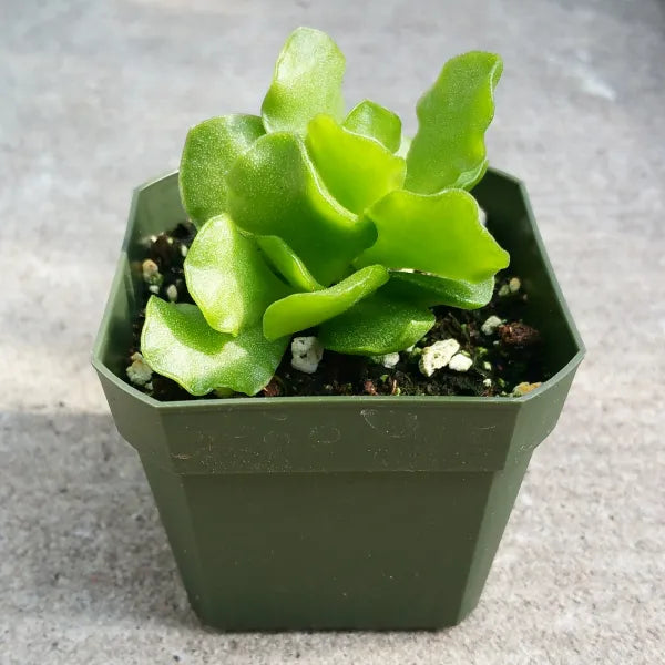 Close-up of Adromischus cristatus var. zeyheri, a succulent plant with distinctive, wavy-edged leaves arranged in a compact rosette. The leaves are green with a slight reddish or purple tint at the tips and have a textured, crested surface.