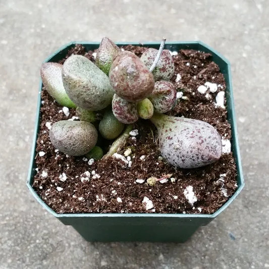 Adromischus Marianae