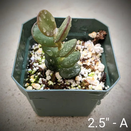 Adromischus Subdistichus