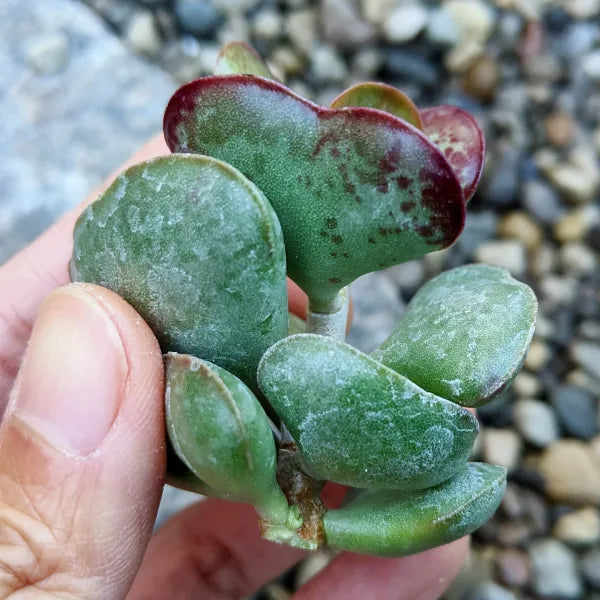 Adromischus Triflorus - Calico Hearts