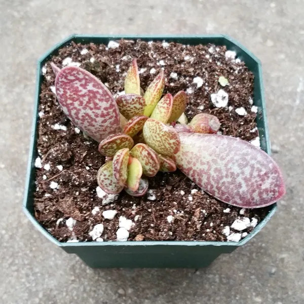 Adromischus Trigynus