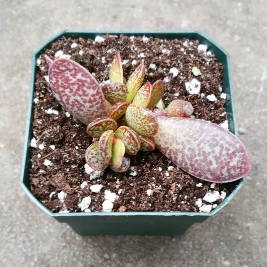 Adromischus Trigynus