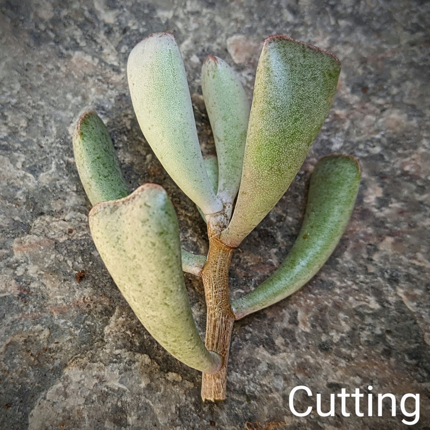 Close-up of Adromischus truncatus, a succulent with thick, fan-shaped leaves that are gray-green with speckled patterns and reddish edges. The leaves form a compact rosette, creating a distinctive and textured appearance.