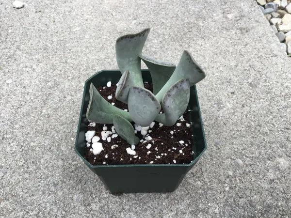 Close-up of Adromischus truncatus, a succulent with thick, fan-shaped leaves that are gray-green with speckled patterns and reddish edges. The leaves form a compact rosette, creating a distinctive and textured appearance.