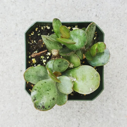 Close-up top view of Adromischus Alstonii succulent, showcasing its thick, round, fleshy leaves with a unique texture. 