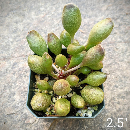 Close-up of Adromischus clavifolius, a succulent plant featuring thick, fleshy, rounded leaves with a gray-green colour and reddish edges. The leaves are arranged in a rosette pattern, giving the plant a compact, bushy appearance.