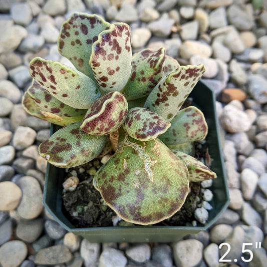 Adromischus Cooperi