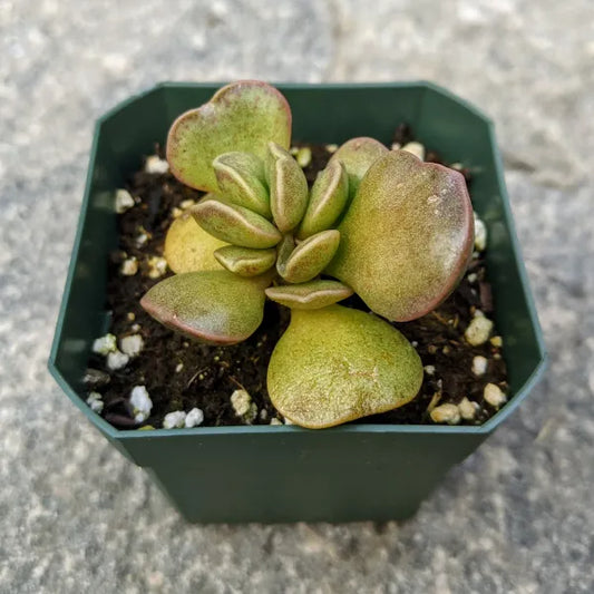 Close-up of Adromischus schuldtianus in a 2.5" pot, showcasing its unique, triangle-shaped leaves.