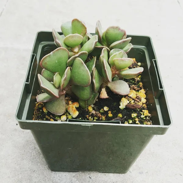 Close-up of Adromischus schuldtianus in a 3.5" pot, showcasing its unique, triangle-shaped leaves.