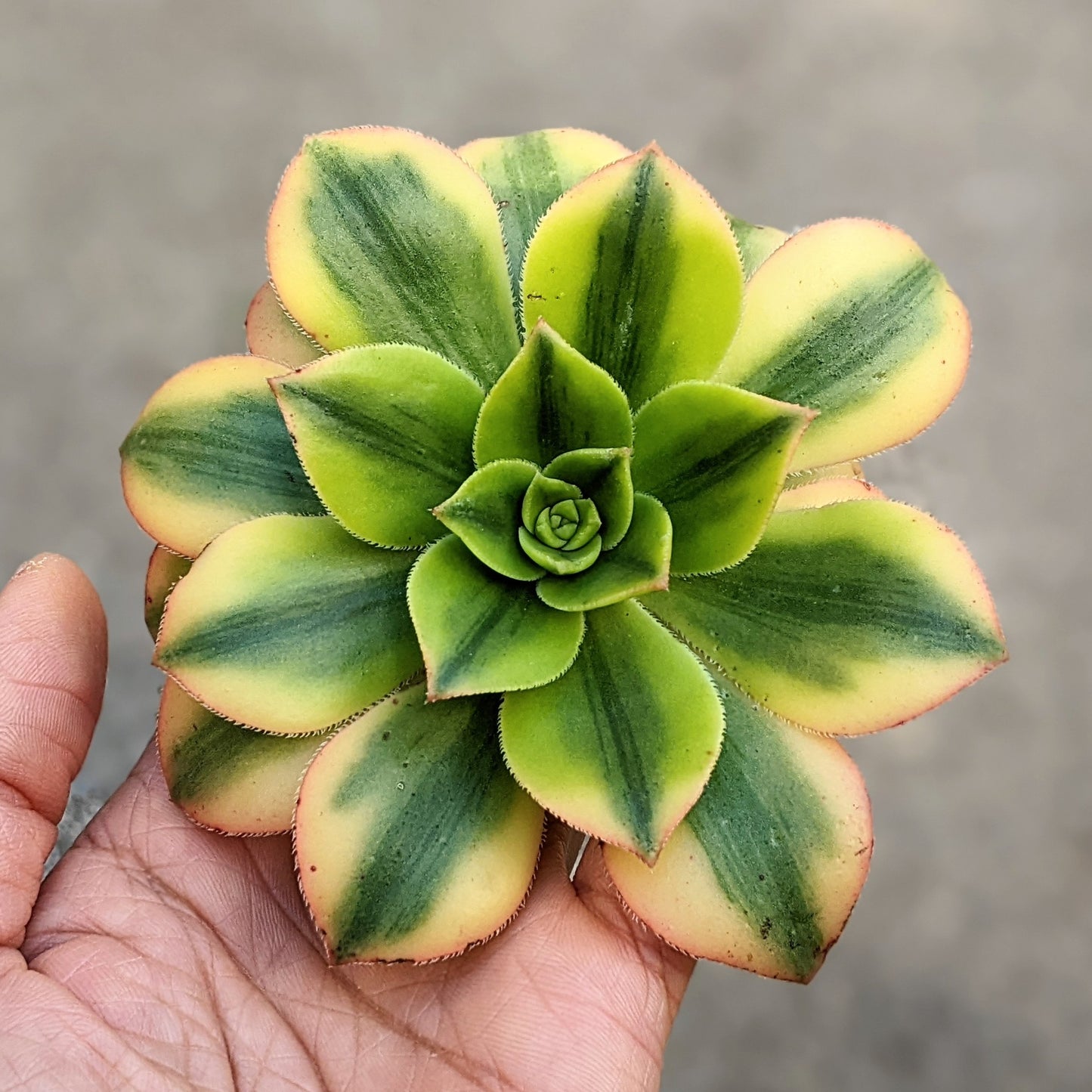 Close-up of Aeonium floresense cutting, featuring compact rosettes of thick, fleshy leaves in a vibrant mix of green, yellow, and reddish hues. The leaves have a glossy sheen and are rounded, forming a dense, symmetrical rosette. Clusters of small, star-shaped yellow flowers may be visible.