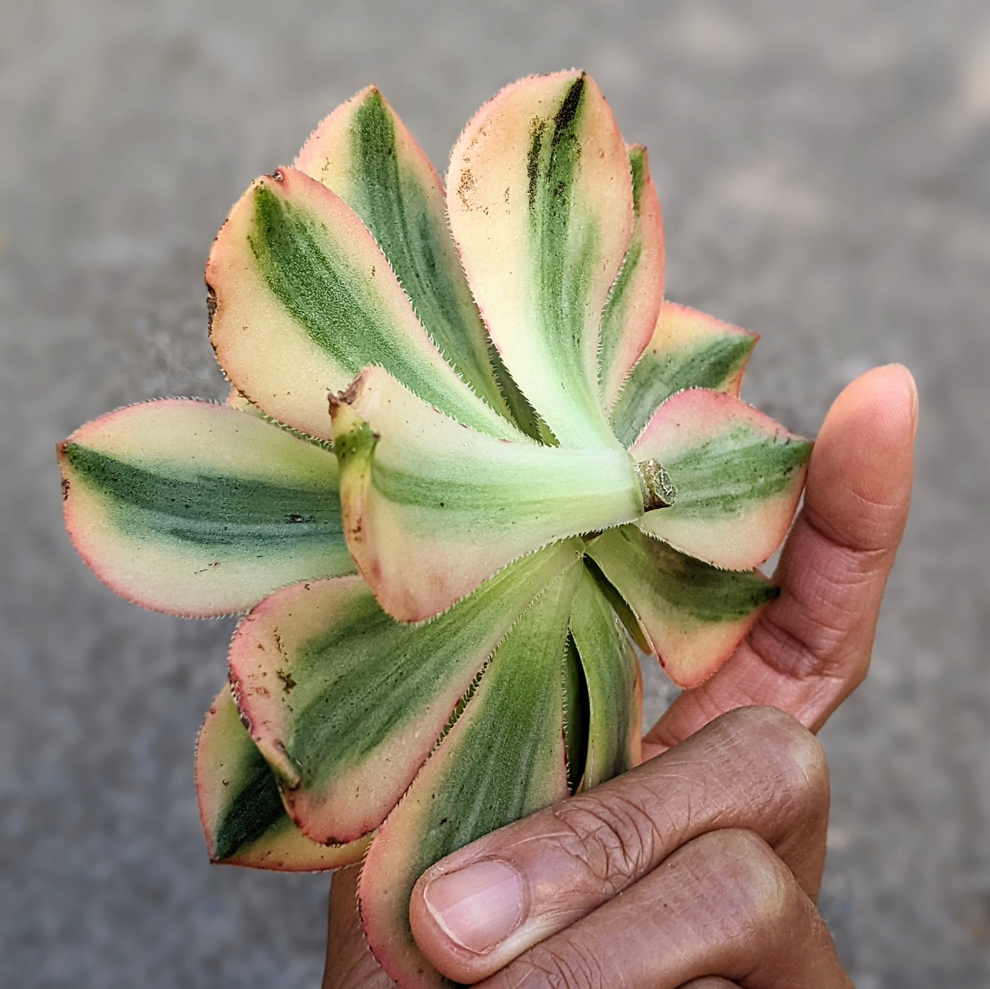 Close-up of Aeonium floresense cutting, featuring compact rosettes of thick, fleshy leaves in a vibrant mix of green, yellow, and reddish hues. The leaves have a glossy sheen and are rounded, forming a dense, symmetrical rosette. Clusters of small, star-shaped yellow flowers may be visible.